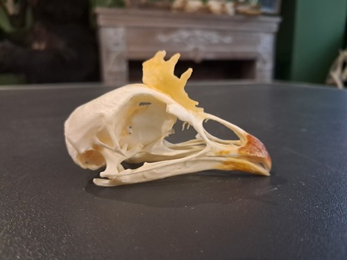 Crâne coq domestique - coq,