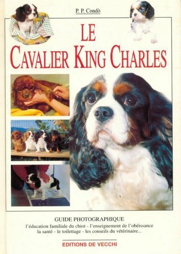 Cavalier king charles - king,