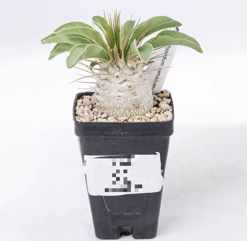 Pachypodium namaquanum