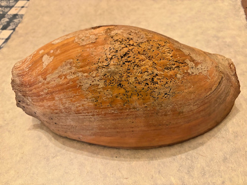 Coquillage collection - collection,