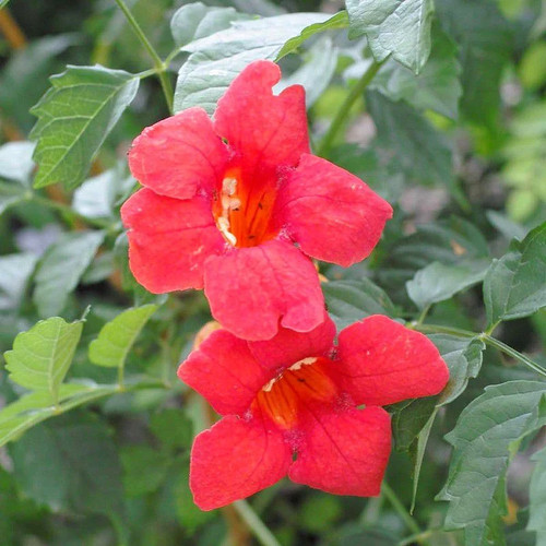 Campsis radicans tango - radicans,