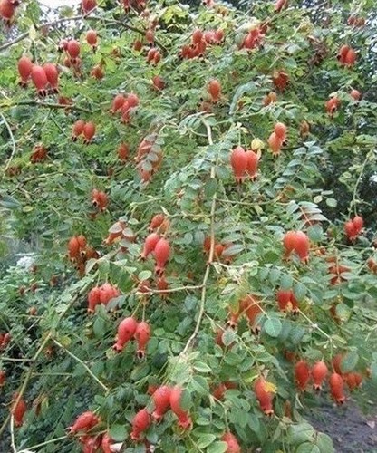 Rosier arbuste moyesii - rosier, 'moyesii