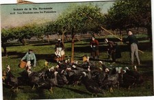 Old postcard Scenes de la Vie Normande - Les Dindons sous les Pommiers (482187)