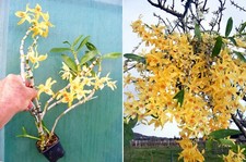 Dendrobium Stardust 'Yellow'