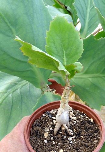 Cyphostemma juttae adenium - cyphostemma,