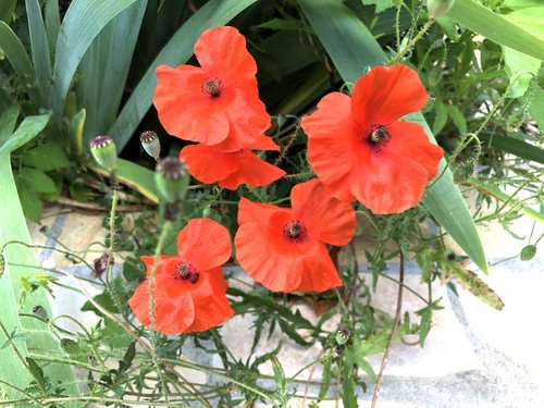 1000 graines coquelicot - graines, de