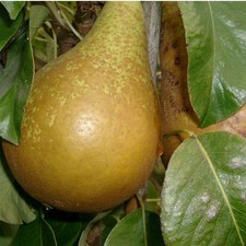 Poirier 'Conférence' - Pyrus