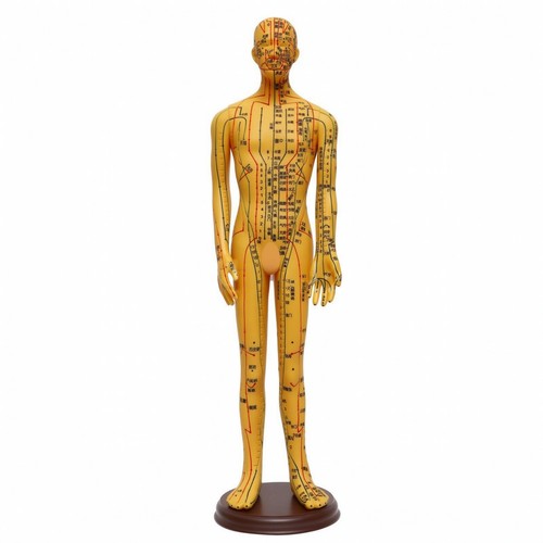 Modèle acupuncture médical - modèle, d'acupuncture