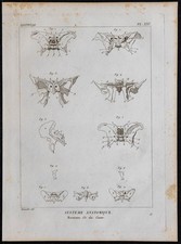 1825 - Os du crâne humain -