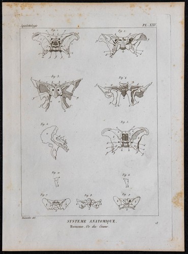 1825 crâne humain - 1825, os
