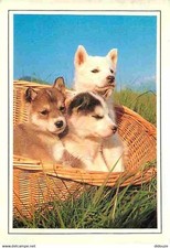 Animals - Dogs - Husky - Puppies - Wicker Basket - CPM - See Recto-Worm Scans