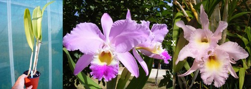 Cattleya gaskelliana rlc - cattleya,
