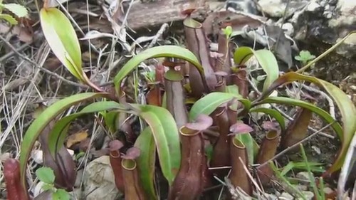 Nepenthes gracilis plante - nepenthes,