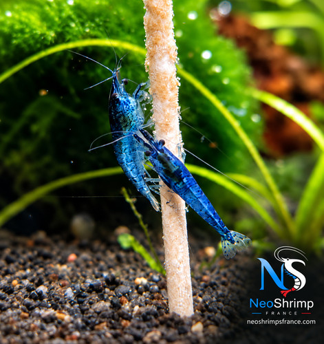 Neocaridina blue dream - 🔵,