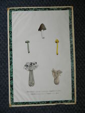 planche étude botanique