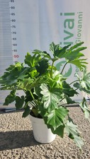 PLANTE PHILODENDRON SELLOUM