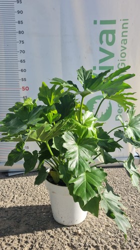 Plante philodendron selloum - plante,
