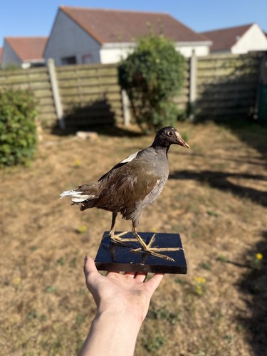 Poule eau naturalisé - poule, d’eau