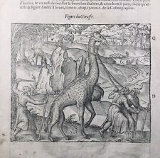 Girafe 1614 Éthiopie Chasse Oiseau de Paradis Gravure sur Bois Ambroise Paré
