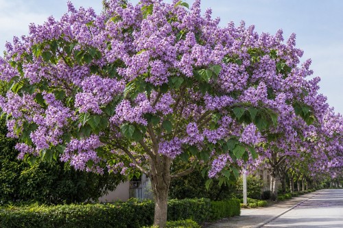Paulownia tomentosa 000 - 20,