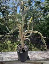 Opuntia monacantha Joseph's Coat Huge Tree Form Cactus Old Woody Trunk 24”