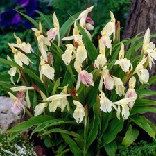 Roscoea Plante vivace Fleur