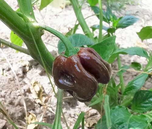 Lot graines de piment - lot,