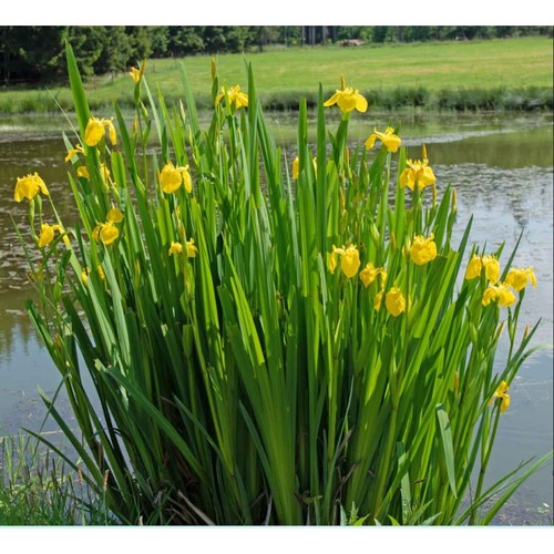 Iris pseudacorus jaune plante - ,