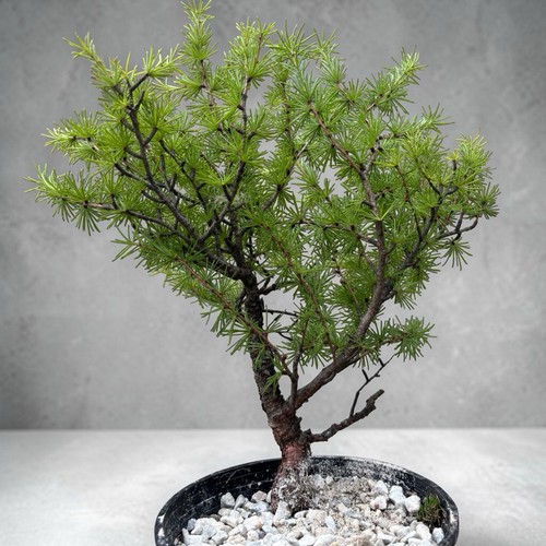 Live tamarack tree - 12”,