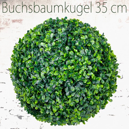 Buis boule - de, plante