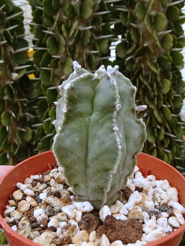 Astrophytum columnare nudum - astrophytum,