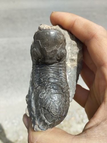 Trilobite paralejurus - trilobite,