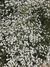 100 Graines De Céraiste