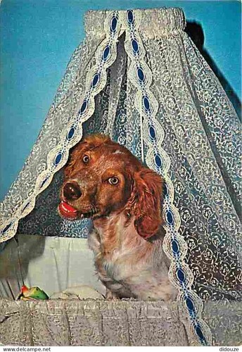 Carte postale animaux - carte,