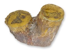 Un fossile artificiel de