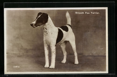 Smooth fox terrier - smooth,