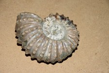 ammonite Douvilleiceras