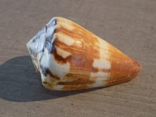 Coquillage : NEW CONIDAE
