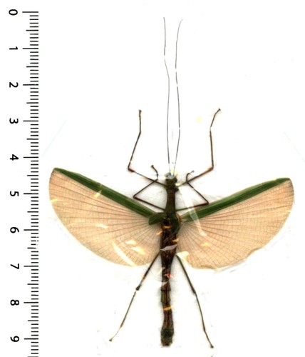 Phasmatodea necroscia - -,
