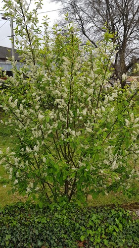 Prunus padus cerisier à - prunus,