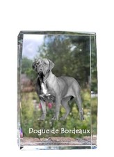 Bordeauxdogge,Dogue de