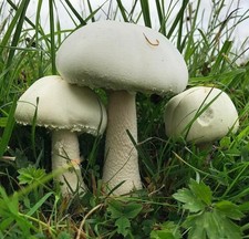 Seeds Mushroom Champignon GIANT Mycelium Spawn Dried - 20 gr  spawn on dry seeds