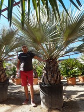 gros brahea armata -12/-14°C