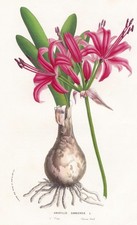 Amaryllis Sarniensis South