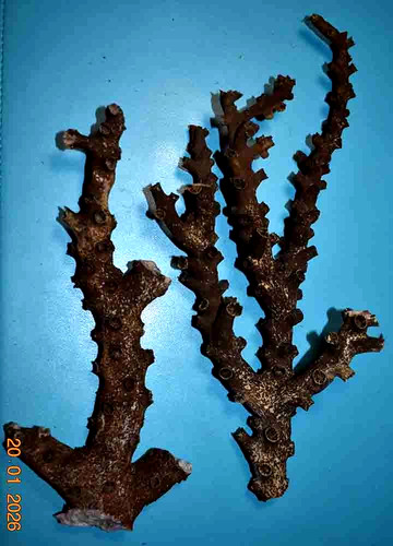 Coral corail 2 branches - -,