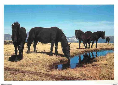 Carte postale animaux - carte,