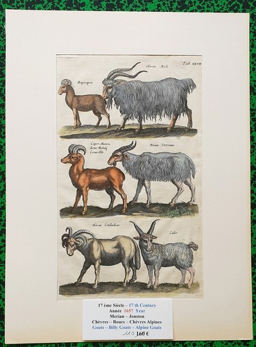 Xvii ème jonston merian - jonston, &