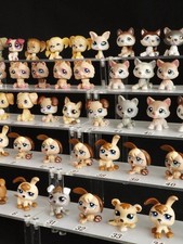 Chien LPS, chiot, husky