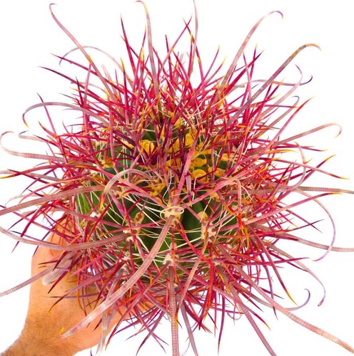 Ferocactus cylindraceus var