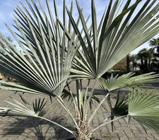 Graines Palmier Trachycarpus